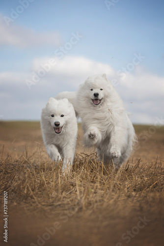 two dogs playing in the field