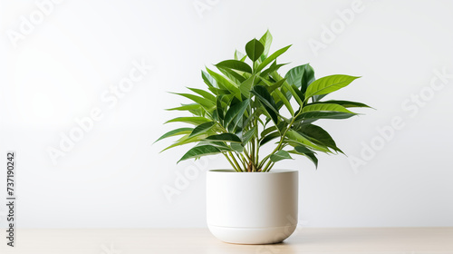 Compact Green Plant in Sleek White Pot