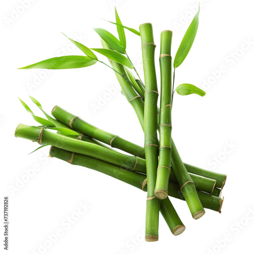 bamboo isolated on a white background with clipping path.