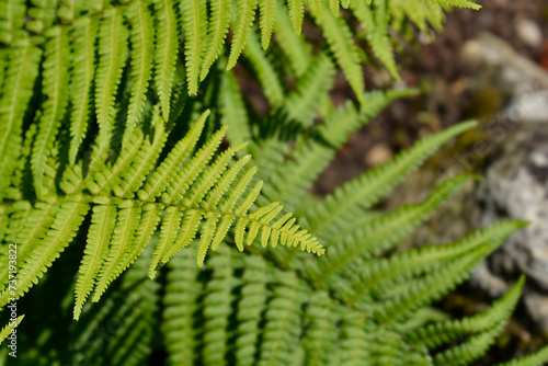 Common male fern leaves