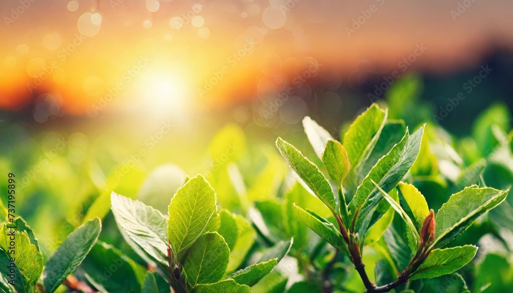 a summer sunset sunrise background with lush green foliage and orange glow sky with blurred spring bokeh highlights - obrazy, fototapety, plakaty 