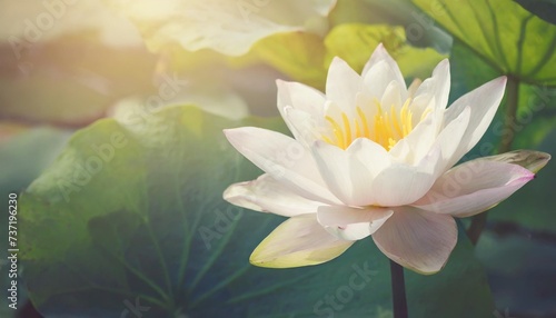 white lotus flower in soft color and blur style background with space for text