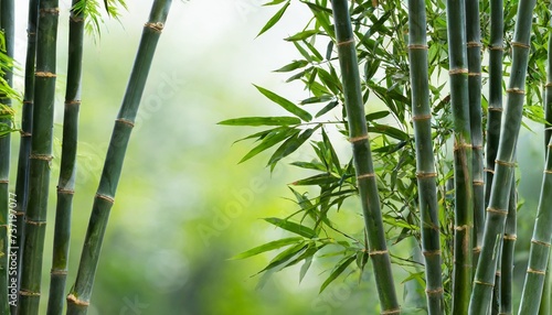 bamboo plants clumping of bamboo trees and leaf isolated