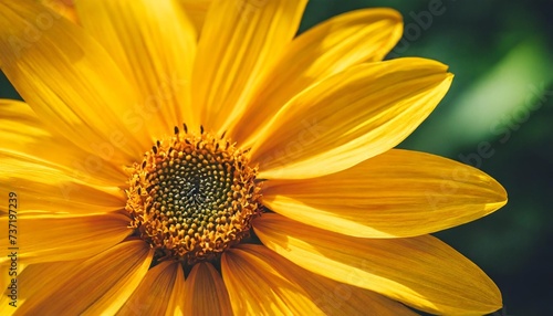 big yellow bright blooming flower detailed macro wallpaper