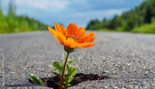 a lone orange flower has broken through the asphalt and is blooming a concept of the power and possibility of the impossible © Marsha