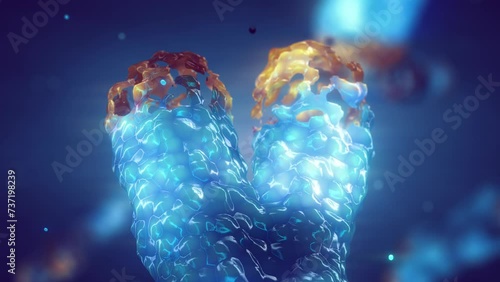 Chromosome damage and telomere maintenance animation. DNA repair and telomere extension therapy. Telomere length is affected by lifestyle and has direct impact on human health and lifespan.	 photo
