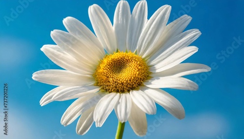 Beautiful daisy with white petals on blurred blue background. Spring flower.