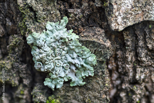 Rosette lichen on a tree trunk, genus Physcia