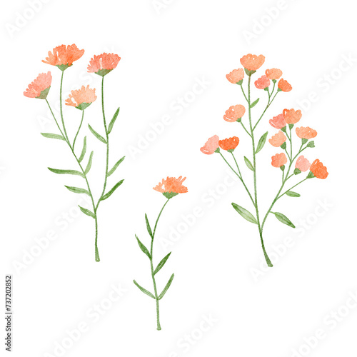 Pink watercolor flowers isolated on white background