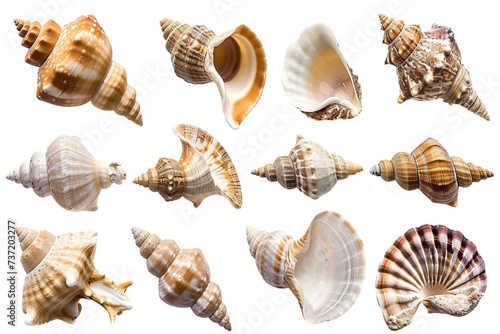 Collection of Sea Shells Isolated on Transparent Background