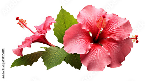 A Read hibiscus flower, Isolated on transparent PNG background, Generative ai photo
