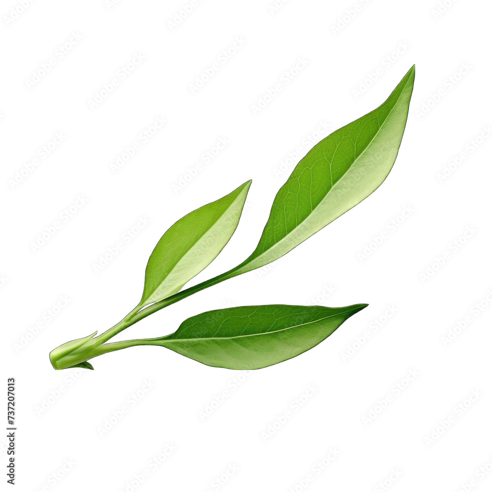 Fresh lettuce leave png Fresh lettuce leave png