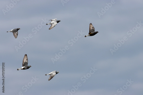 vol en escadrille de pigeons © franck stefanini