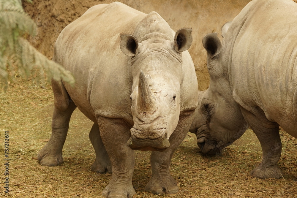 Obraz premium Nashorn