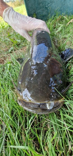 Silurus glanis, commonly known as the European Wels catfish, is one of the largest freshwater fish species found in Europe cylindrical body with a mottled brownish-black coloration. It has a large mou photo