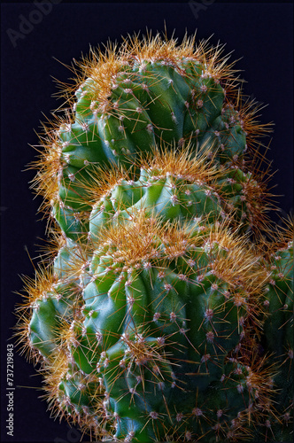 A small cactus photographed close up.