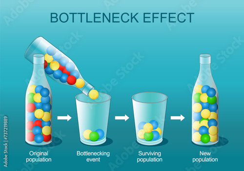 Bottleneck effect. Natural selection.