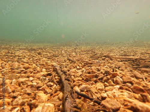 The zebra mussel is a small freshwater mussel. The species originates from the lakes of southern Russia and Ukraine, but has been accidentally introduced to numerous other areas and has become an inva photo