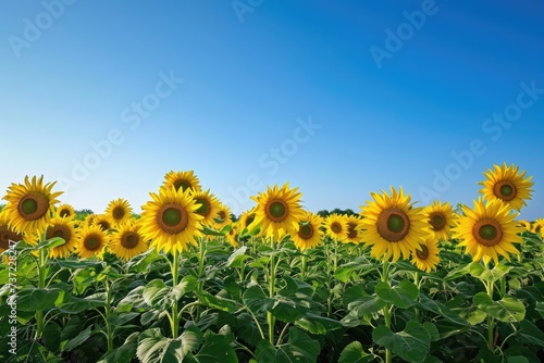 A vibrant field of sunflowers stretching towards a clear blue sky  A wide expansive sunflower field under a clear blue sky  AI Generated