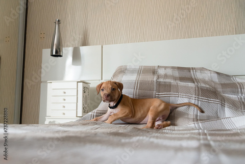 Pitbull dog, puppy, playing happily lying on a bed.