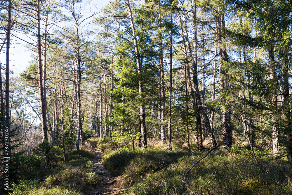 Fototapeta premium Waldlandschaft in der Nähe von Rott am Inn, Oberbayern, Deutschland. 