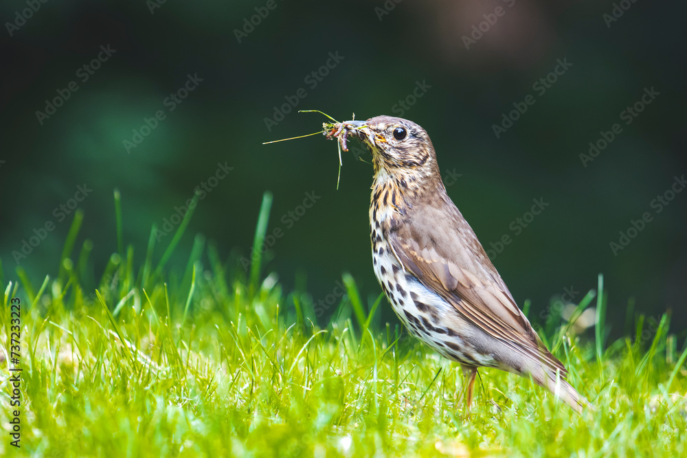 Fototapeta premium care,bird stands among the grass with worms in its beak for the chicks