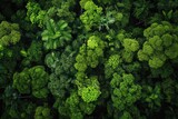A photo showing a panoramic view from above of a dense and verdant forest filled with tall trees and diverse vegetation, Aerial view over a lush green rainforest, AI Generated