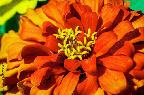 Orange Zinnia Bloom Closeup © stuckreed