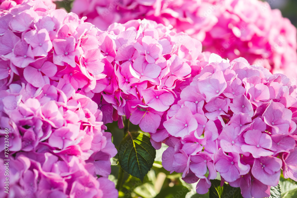 hydrangeas in beautiful sunny spring light