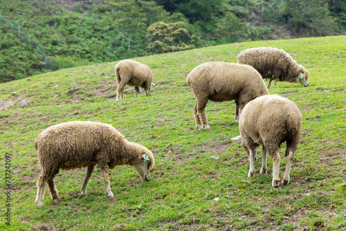 Sheeps grazing in Qingjing farm at Taichung of Nantou