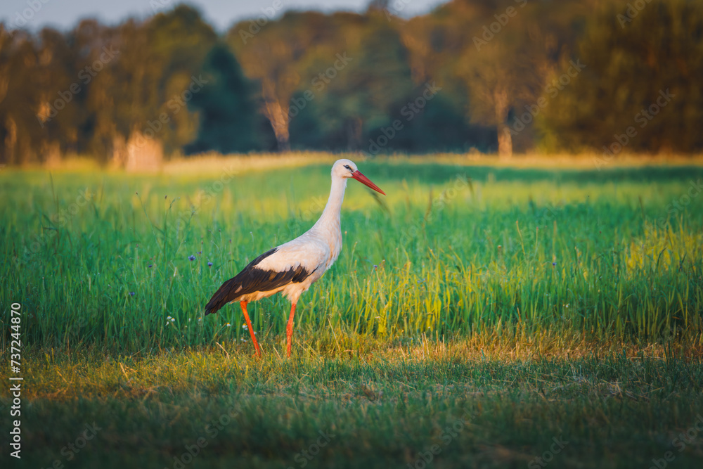 Fototapeta premium Bird in the field. Stork looking for food. They say storks bring babies