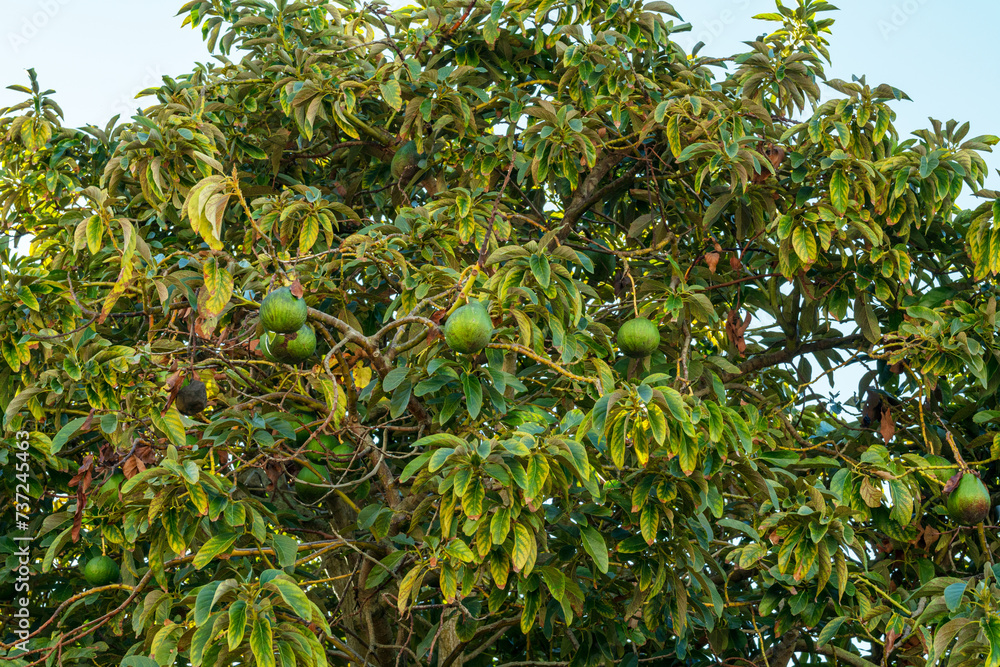 Ripe avocado fruits on the branches of an avocado tree. Ripe avocado fruits on the branches of an avocado tree.