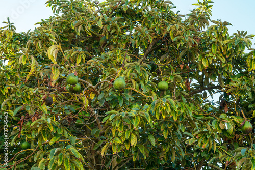 Ripe avocado fruits on the branches of an avocado tree.