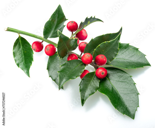 European holly branch with red berries isolated on white background.
