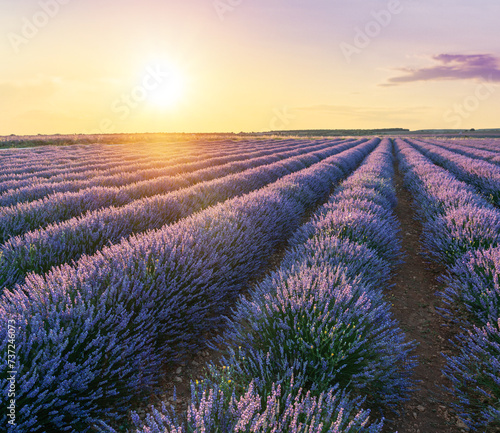 Lavender field in blossom. Rows of lavender bushes stretching to the skyline. Stunning  sunset sky at the background. Brihuega  Spain.