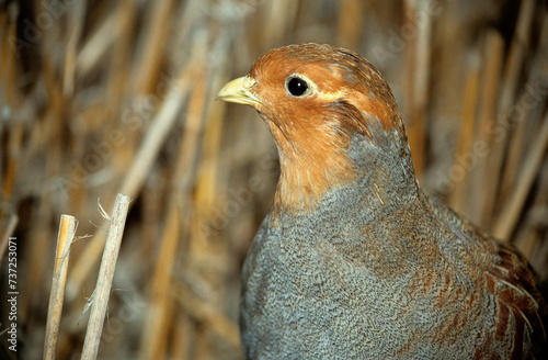 Perdrix grise.Perdix perdix, Grey Partridge photo