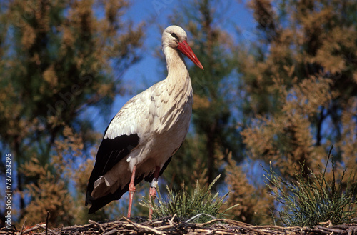 Cigogne blanche, nid, Ciconia ciconia, White Stork photo