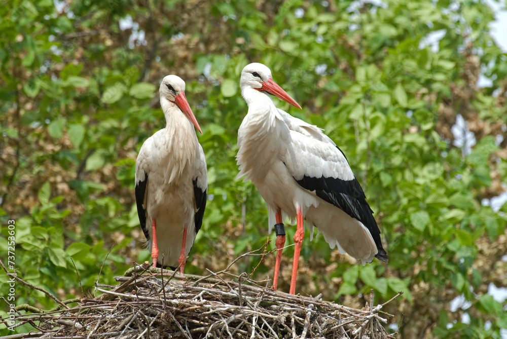 Fototapeta premium Cigogne blanche, nid, Ciconia ciconia, White Stork