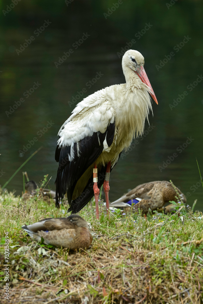 Obraz premium Cigogne blanche, Ciconia ciconia, White Stork