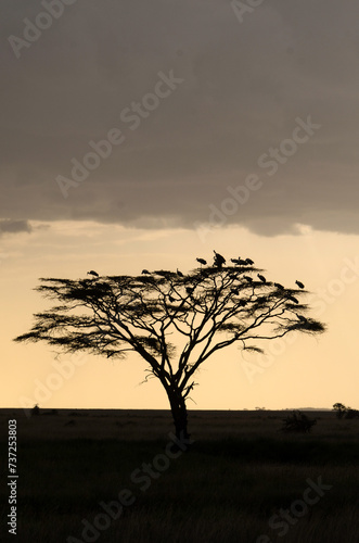 coucher de soleil  Cigogne blanche  Ciconia ciconia  White Stork  Parc national du Serengeti  Tanzanie  Afrique de l Est