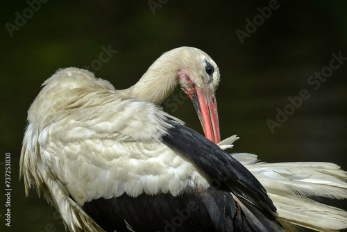 Cigogne blanche, Ciconia ciconia, White Stork © JAG IMAGES