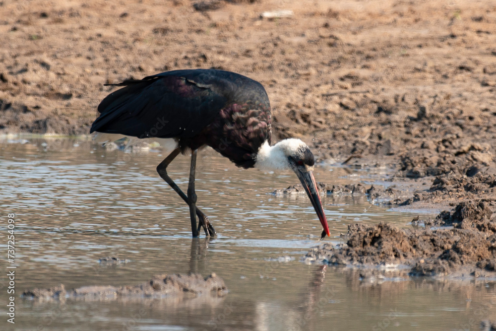 Obraz premium Cigogne épiscopale,.Ciconia episcopus, Woolly necked Stork