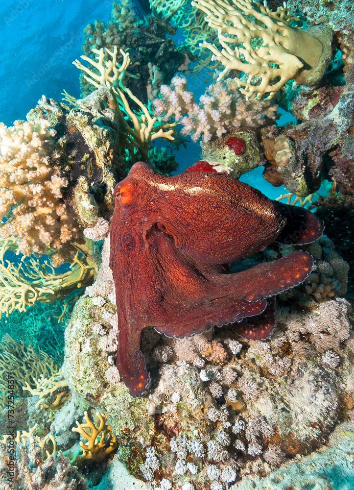 custom made wallpaper toronto digitalRed colored Octopus over coral reef. Red sea, Egypt.