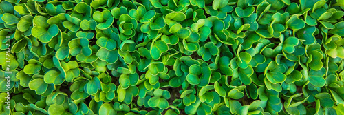 Lush green microgreen texture background  fresh young green leaves  sustainable healthy food concept
