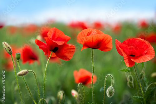 Beautiful blooming red poppies close-up on a spring green meadow. Selective focus.