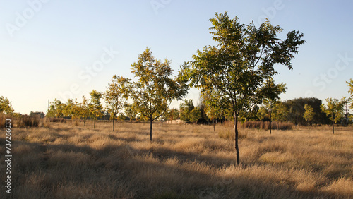 Pecannut trees in autumn season.  The North West Province offers a suitable climate for pecan nut farming, characterised by hot summers and cold winters.  photo