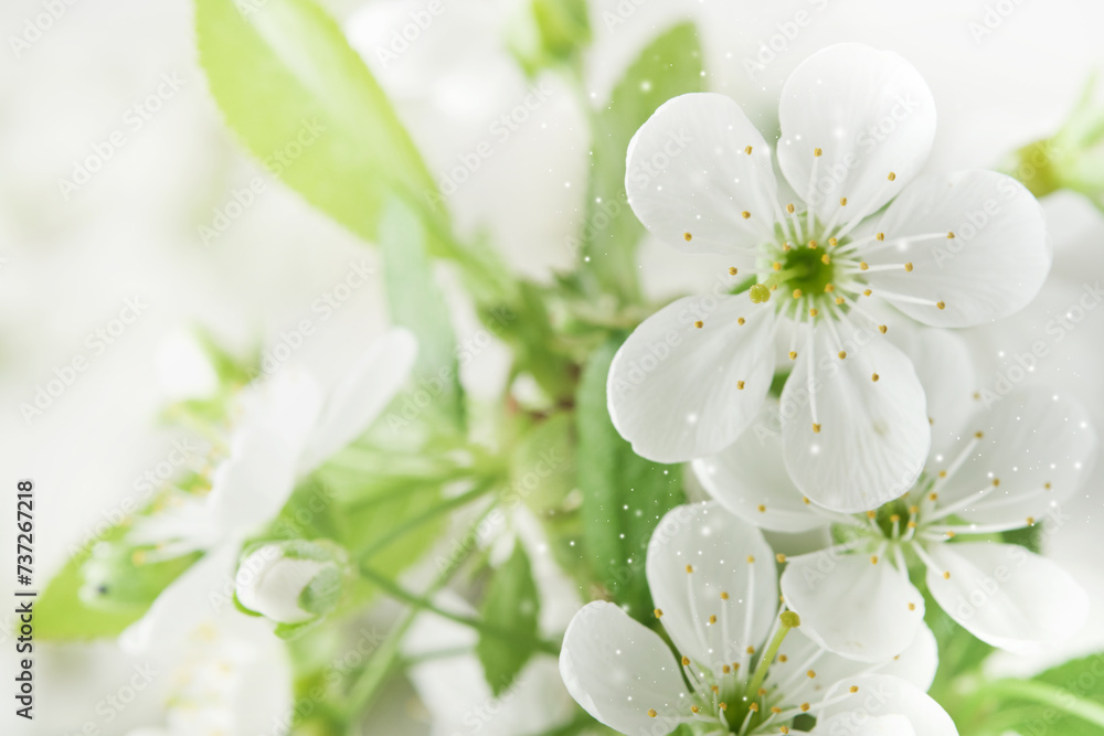 Spring background with white apple or cherry blossoms and wooden background. Easter or Passover spring greeting cards with copy space. Natural plants landscape, ecology, fresh wallpaper concept Mockup Spring background with white apple or cherry blossoms and wooden background. Easter or Passover spring greeting cards with copy space. Natural plants landscape, ecology, fresh wallpaper concept Mockup