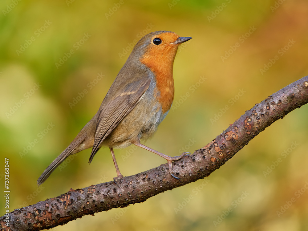 Robin close-up with warm background Robin close-up with warm background