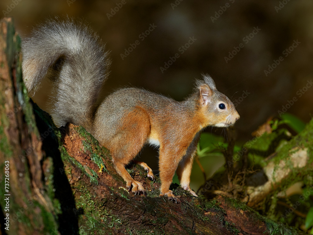 Obraz premium Red Squirrel (Sciurus vulgaris)