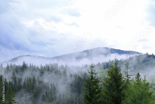 View of misty fog mountains in summer. Misty landscape with fir forest. Misty pine forest on the mountain slope. Beautiful landscape nature in summer. Green pines. 